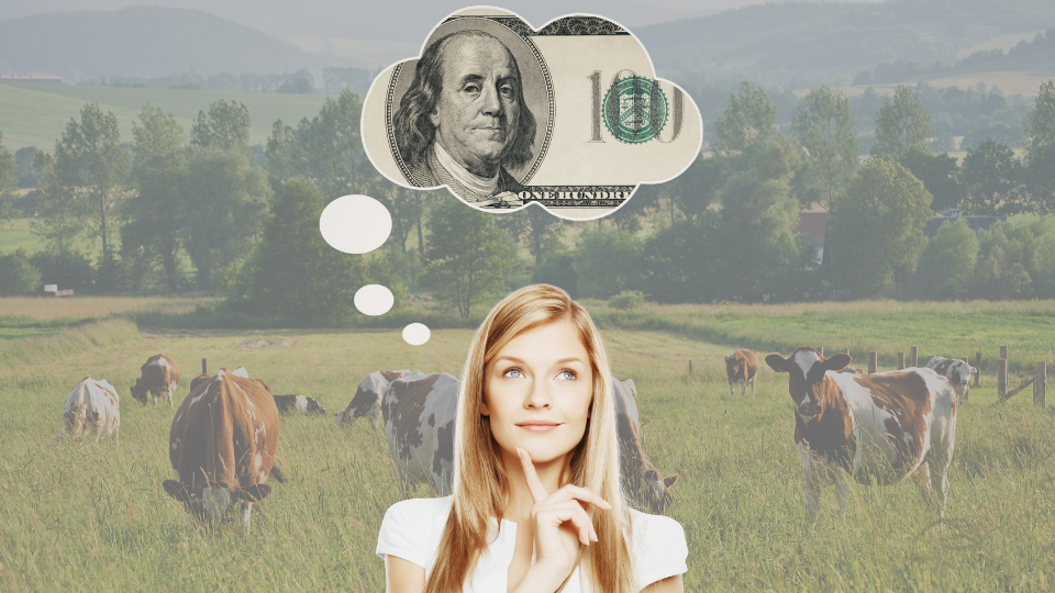 Investimento em Vacas e Bois: Uma Oportunidade Lucrativa